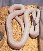 Korenslangen, Dieren en Toebehoren, Reptielen en Amfibieën