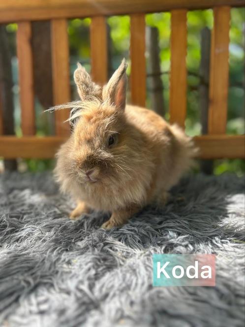Gecastreerde ram van 8 maand, Dieren en Toebehoren, Konijnen