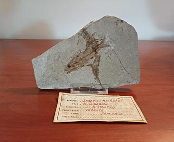 Vis fossiel Smerdis - Macrurus uit Céreste Frankrijk beschikbaar voor biedingen