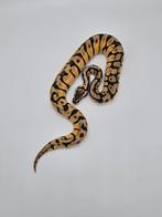 Python regius Firefly enchi spotnose 100% het desert ghost, Animaux & Accessoires, Reptiles & Amphibiens, Serpent, Domestique