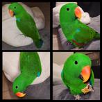 Edelpapegaai, 1 jaar oud, praat, getest op ziektes, Dieren en Toebehoren, Vogels | Parkieten en Papegaaien, Mannelijk, Papegaai