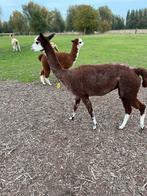 Alpaca meu, Dieren en Toebehoren, April, Vrouwelijk