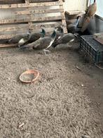 Jonge pauwen, Dieren en Toebehoren, Pluimvee