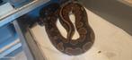 ball python 100% het ultramel/pied, Dieren en Toebehoren, Slang, Tam, 3 tot 6 jaar