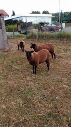 Schapen, Dieren en Toebehoren, Schapen, Geiten en Varkens