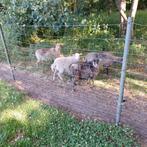 skudde schaap, Dieren en Toebehoren, Schapen, Geiten en Varkens, Vrouwelijk, Schaap, 0 tot 2 jaar