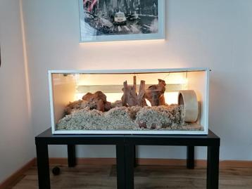 Knaagdier terrarium beschikbaar voor biedingen
