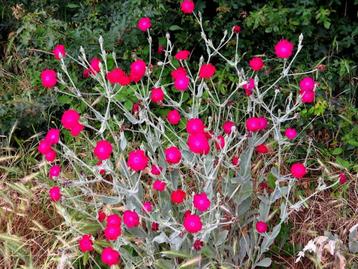 Lychnis coronaria of prikneus : tuinplant 2€ beschikbaar voor biedingen