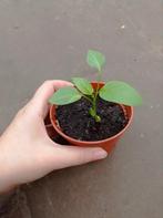Paprika Planten | Rode Hoorn, Jardin & Terrasse, Plantes | Jardin, Enlèvement