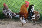 Verschillende rassen tekoop, Dieren en Toebehoren, Pluimvee