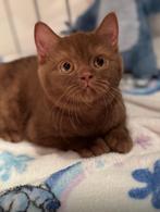 Cinnamon Dominant Bleu Eyes & Lilac tabby point, Meerdere dieren, Gechipt, 0 tot 2 jaar