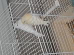 Kanaries, Dieren en Toebehoren