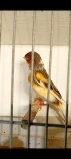 Koppel harlekijnen, Dieren en Toebehoren, Vogels | Kanaries