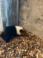 Cavia beertjes te koop, Dieren en Toebehoren, September, Mannelijk, Cavia