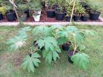 Tetrapanax - Rijstpapierplant, Tuin en Terras, Planten | Tuinplanten, Vaste plant, Ophalen