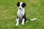 Chiot Border Collie à vendre - femelle, Un chien, Belgique, Parvovirose, 15 semaines à 1 an