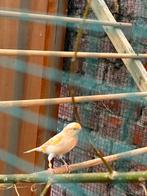 Oranje kanarie man, Dieren en Toebehoren