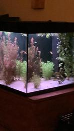Juwel lido 120, Dieren en Toebehoren, Ophalen, Zo goed als nieuw, Gevuld zoetwateraquarium