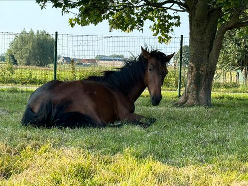 Paard te koop, Dieren en Toebehoren, Paarden, Hengst, Niet van toepassing, Minder dan 160 cm, 0 tot 2 jaar