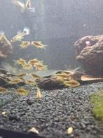 Corydoras goldline 2 cm locatie maastricht