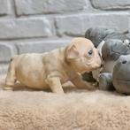 Franse bulldog pups big rope (reutje), Dieren en Toebehoren, Honden | Bulldogs, Pinschers en Molossers, België, Fokker | Hobbymatig