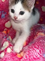 Kitten zoekt een goeden mandje, Animaux & Accessoires, Accessoires pour chats, Enlèvement ou Envoi
