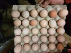 pul eieren kip, Dieren en Toebehoren, Kip
