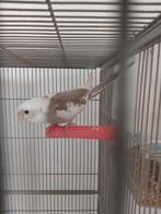 3 handtamme valkparkieten 50€ stuk, Dieren en Toebehoren, Geringd