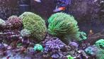 Euphyllia - druif koraal - Paars met groen/geel, Dieren en Toebehoren, Vissen | Aquariumvissen, Overige typen, Zoutwatervis