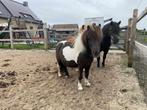 Prachtige shetlandpony, Dieren en Toebehoren, Ophalen