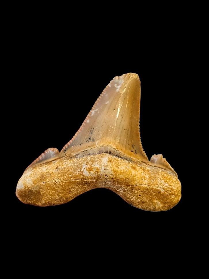 10) Fossiles de dents de requin d'Otodus sokolovi de 5 cm., Collections, Minéraux & Fossiles, Fossile, Enlèvement ou Envoi