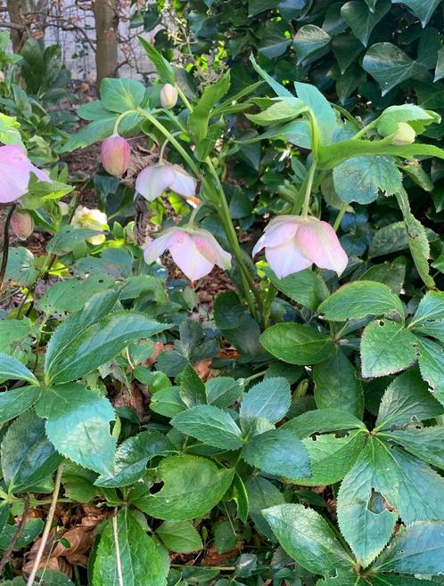 Helleborus plante de jardin vivace, à fleurs roses ou blanc, Jardin & Terrasse, Plantes | Jardin, Plante fixe, Autres espèces