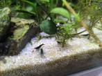 Blauwe garnaaltjes. 0,5 cent per stuk, Dieren en Toebehoren, Kreeft, Krab of Garnaal