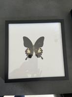 Vlinder in kader, Antiek en Kunst, Curiosa en Brocante, Ophalen of Verzenden