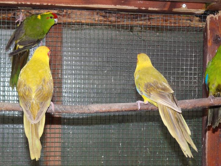 Kakarikie, kakariki, Animaux & Accessoires, Oiseaux | Perruches & Perroquets