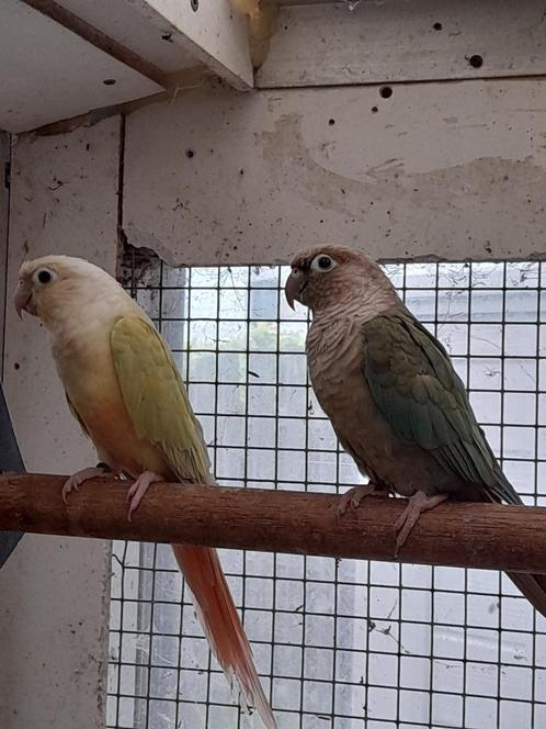 2 kweekkoppels pyrrhuras mooncheek en dilute, Dieren en Toebehoren, Vogels | Parkieten en Papegaaien, Geringd