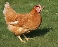 bruine legkip, Dieren en Toebehoren, Pluimvee, Vrouwelijk, Kip