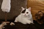 BRITS KORTHAAR KATER, Dieren en Toebehoren, Kater, Gechipt, 0 tot 2 jaar