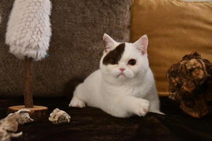 BRITS KORTHAAR KATER, Dieren en Toebehoren, Katten en Kittens | Raskatten | Korthaar, Kater, 0 tot 2 jaar, Met stamboom, Gechipt