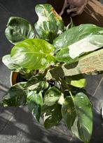 Philodendron White Princess, Enlèvement