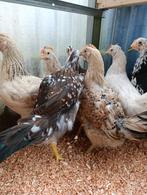 Young Cream Legbar 100% poules, œufs bleus/verts, Animaux & Accessoires, Volatiles, Femelle, Poule ou poulet