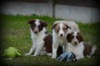 Border Collie pups, Dieren en Toebehoren, Honden | Herdershonden en Veedrijvers, België, Reu, CDV (hondenziekte), 8 tot 15 weken