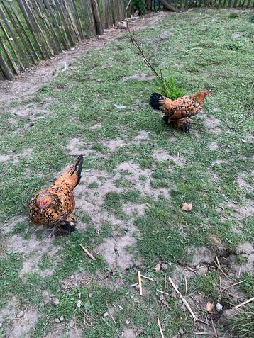 2 poules Sabelpoot mille fleurs à vendre beschikbaar voor biedingen