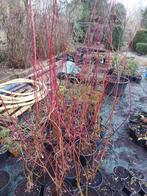 cornus rood, Tuin en Terras, Ophalen