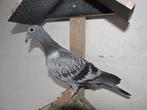 5 jonge dag fond duiven met stamboom., Pigeon voyageur, Plusieurs animaux