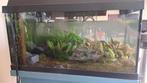 Aquarium, Ophalen, Gebruikt, Gevuld zoetwateraquarium