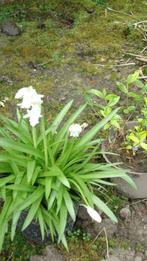 bos hyacint  wit vaste plant, Vaste plant, Lente, Ophalen, Volle zon