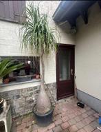 Zeldzame planten, Tuin en Terras, Ophalen