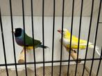 Koppel gouldamadines goulds te koop, Dieren en Toebehoren