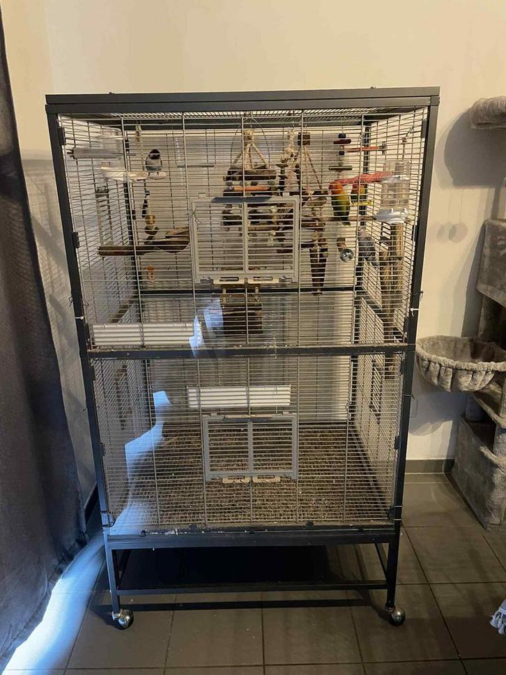 Groot vogelkooi met 4 dwergpapegaaien, Dieren en Toebehoren, Vogels | Hokken en Kooien, Gebruikt, Vogelkooi, Ophalen